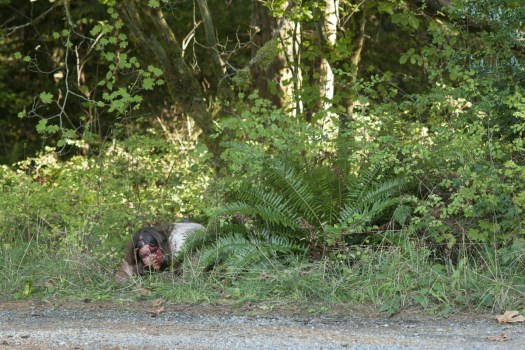Sarah Jean Long in a still from Twin Peaks. Photo: Suzanne Tenner/SHOWTIME